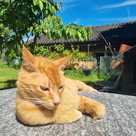 Séjour chez l'habitant Studio Verde Au (St.Gallen)