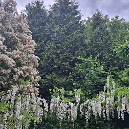 Studio Verde Séjour chez l'habitant Au (St.Gallen)
