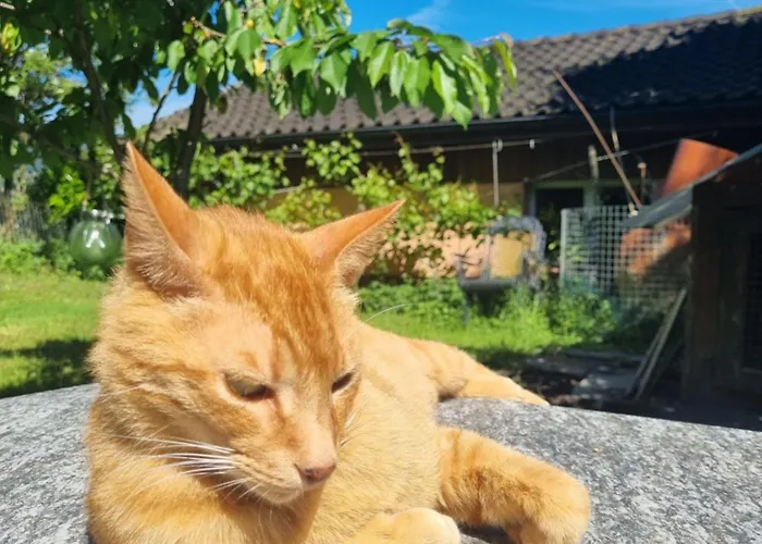 Séjour chez l'habitant Studio Verde Au (St.Gallen)