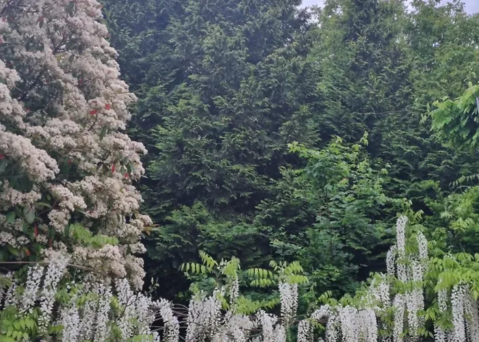 Studio Verde 民宿 Au (St.Gallen)